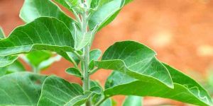 Ashwagandha Plants