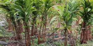 Black Cardamom Plants