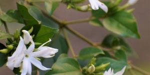 Jasmine Plants