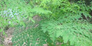 Moringa Plants