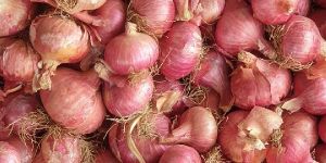 Indian Onion