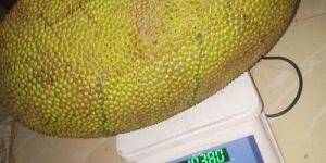 Green Jackfruit