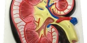 Human Kidney Model