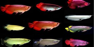 Aquarium Arowana Fish