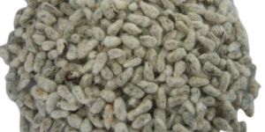 Loose Cotton Seed