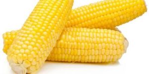 Yellow Corn