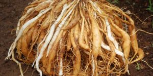 Shatavari Roots