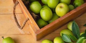 Indian Jujube Ber Fruit