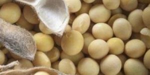 Soy Bean