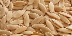Cucumber Seeds