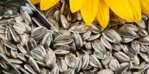 Sunflower Seeds