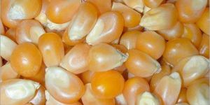 Yellow Corn Seeds