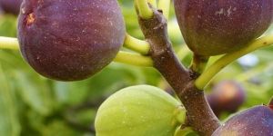 Anjeer Plants