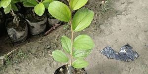 Ber Plants