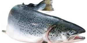 Atlantic Salmon Fish