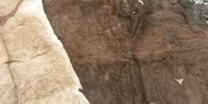 Dry and Wet Salted Donkey, Cow, Goat & Sheep Skins