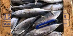 Frozen Sardine Fish