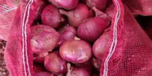 Nashik Onion