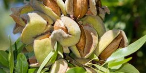 Almond Plants