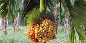 Betel Nut Plants