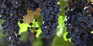 Black Grape Plants