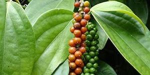 Black Pepper Plants