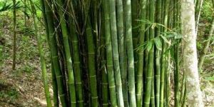 Dendrocalamus Strictus Bamboo Plants