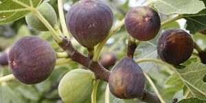 Fig Plants