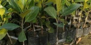 Jackfruit Plants
