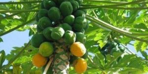 Papaya Plants