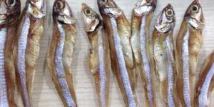 Anchovy Fish