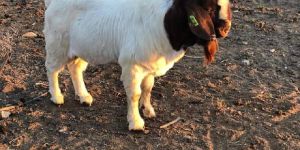 Boer Goat