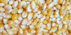 Popcorn Maize