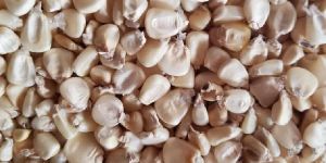 White Maize