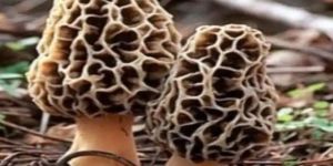 Morchella Mushroom