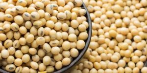 Soybean Seeds