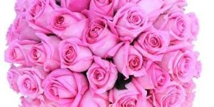 Fresh Pink Rose Flowers