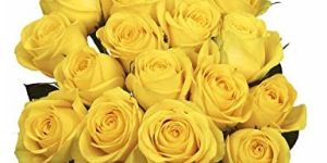 Fresh Yellow Rose Flowers