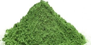 Fresh Moringa Leaves Powder