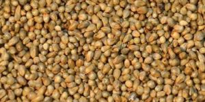 Bajra Seeds