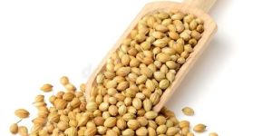 Raw Coriander Seeds