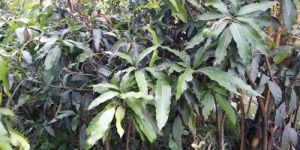 Amrapali Mango Plant