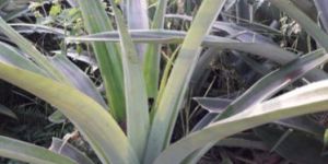Pineapple Plant