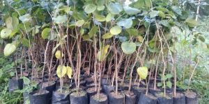 Red Sandalwood Plant