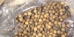 White Sandalwood Seeds