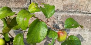 Kashmiri Red Apple Ber