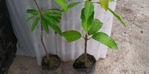 Mango Plants