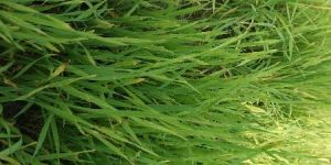 Dried Wheatgrass