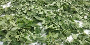 Organic Moringa Fresh and Green Leaves