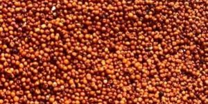 Ragi Seeds